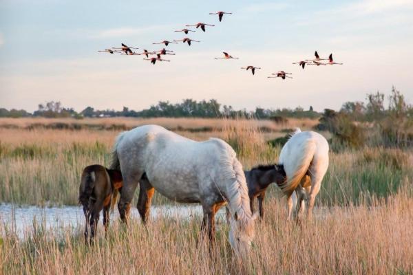 Camargue Βίλα Beauvoisin  Εξωτερικό φωτογραφία